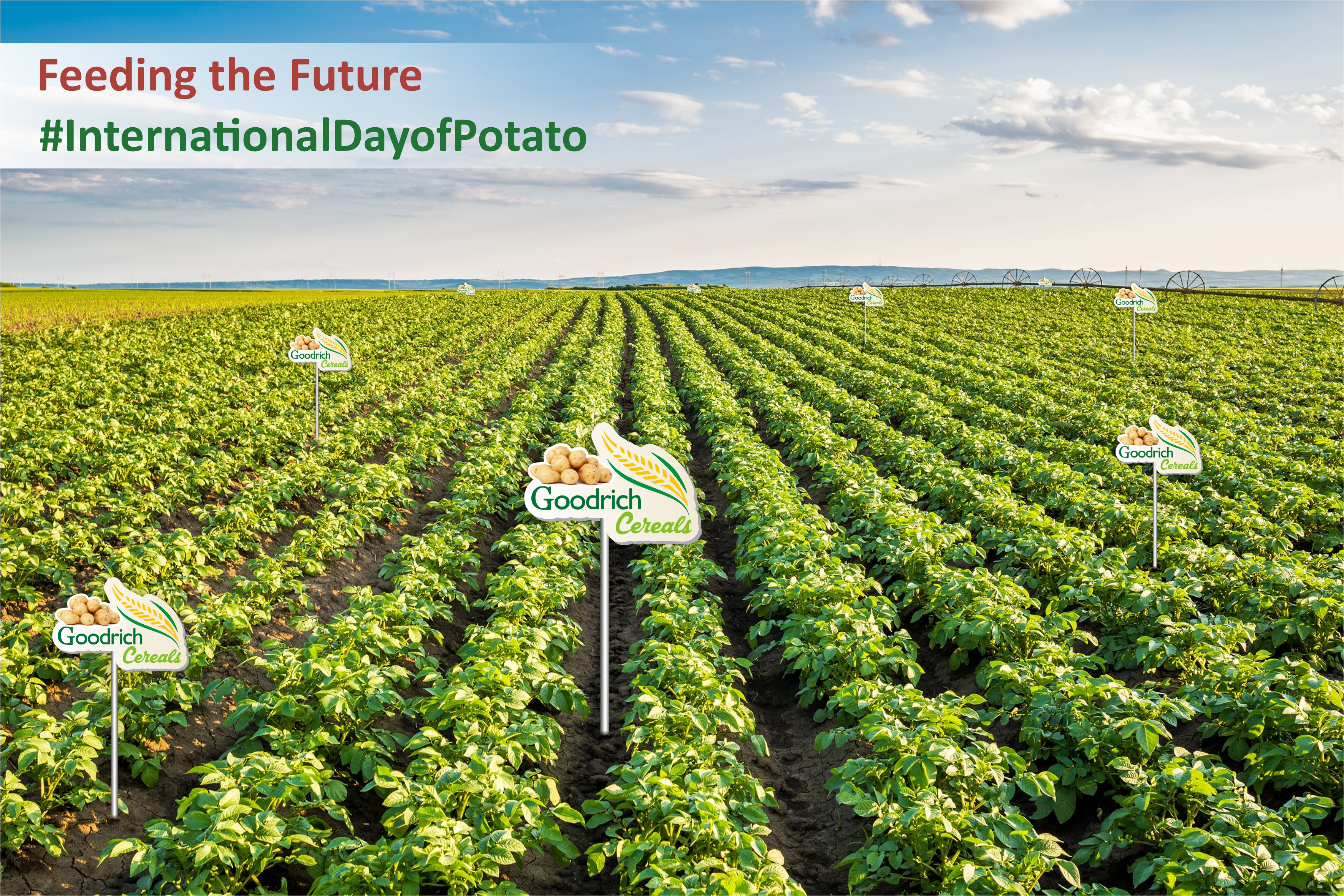 Celebrating International Potato Day: Goodrich Cereals' Commitment to Innovation, Quality, and Sustainability